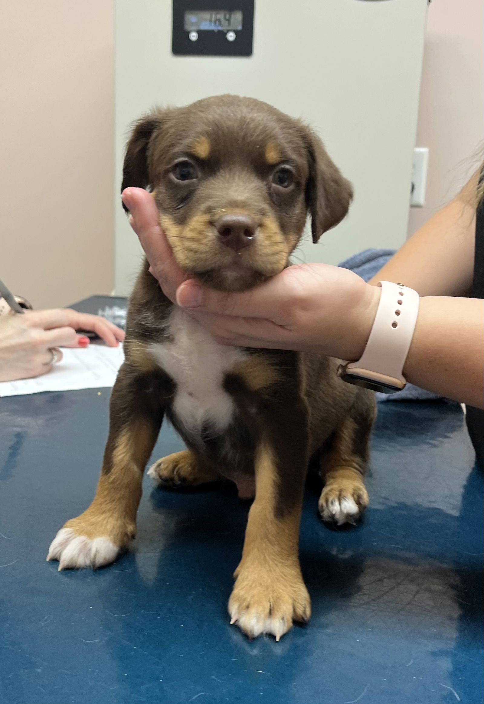 Dog for Adoption - Pluto 0314, a Beagle in Stanley, VA | Alpha Paw