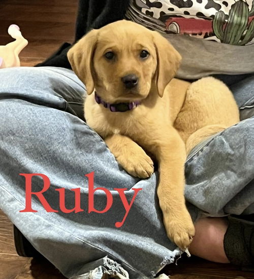 Ruby 0330