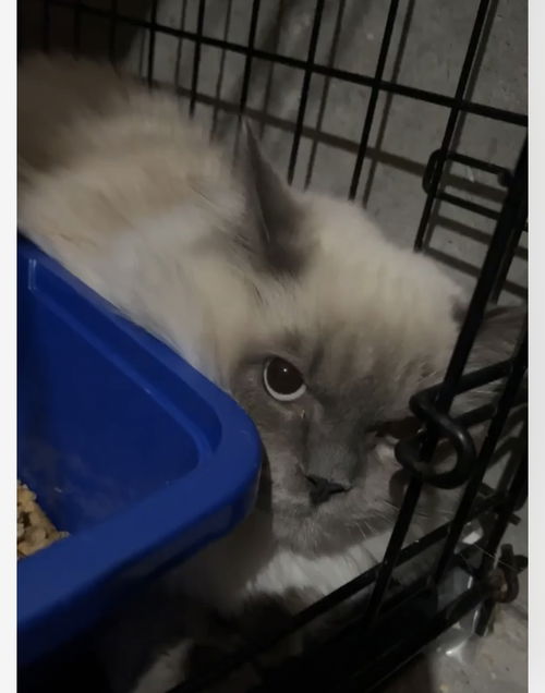 Pippin 0339