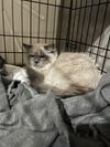 Pippin 0339