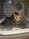 adoptable Cat in leesburg, VA named Betty 0372