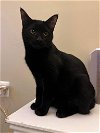 adoptable Cat in leesburg, VA named Coal 0385