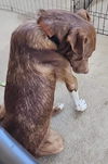 Duncan 0409