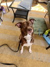 Duncan 0409