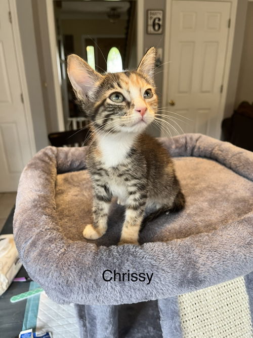 Chrissy 0402