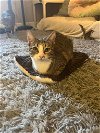 adoptable Cat in leesburg, VA named Janet 0403