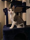 adoptable Cat in leesburg, VA named Lovebug 0405