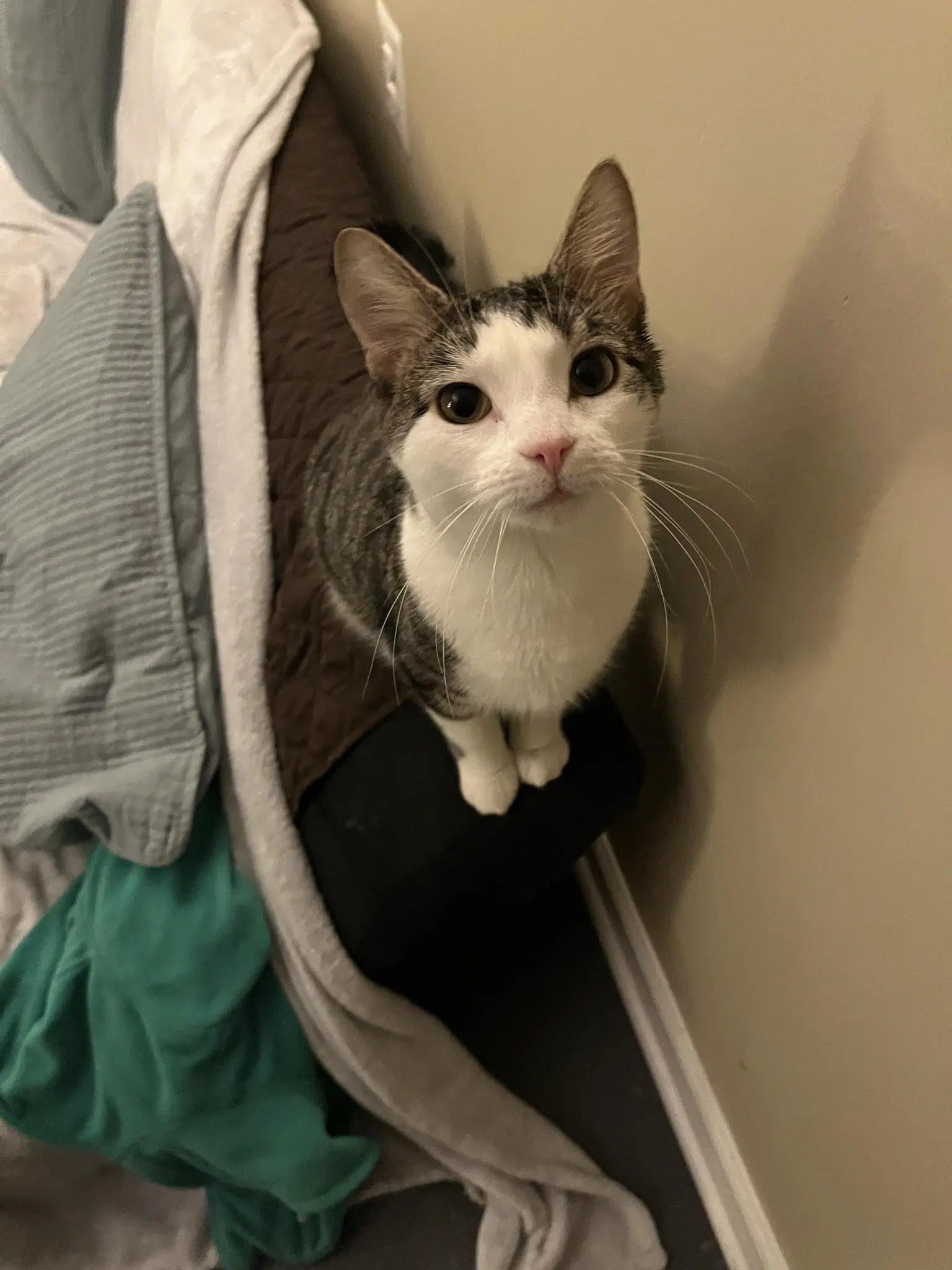 Lovebug - Domestic Short Hair