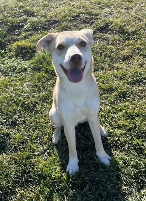 adoptable Dog in Stephenson, VA named Rex 0423