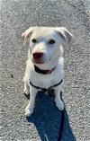 adoptable Dog in , WV named Charmander 0426