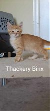 Thackery Binx