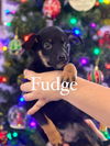 Fudge 0440
