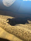 Fudge 0440