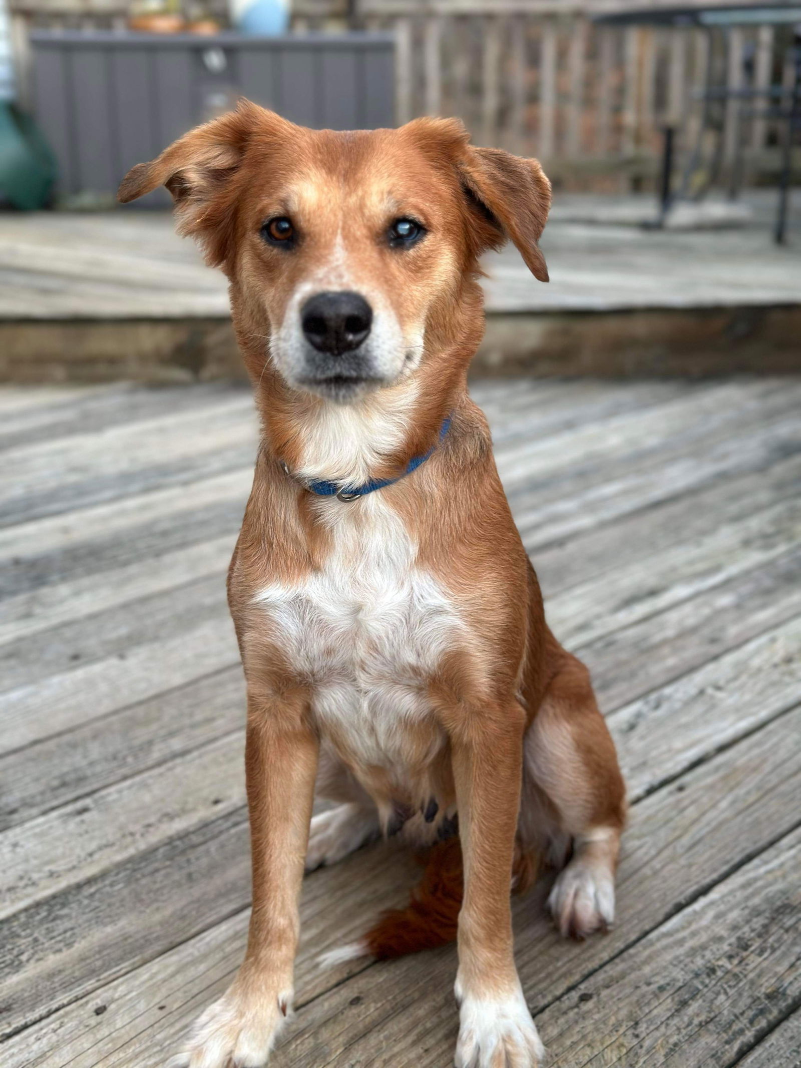 dog-for-adoption-ellie-0447-a-labrador-retriever-in-berkeley-springs