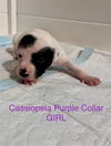 Cassiopeia 0455