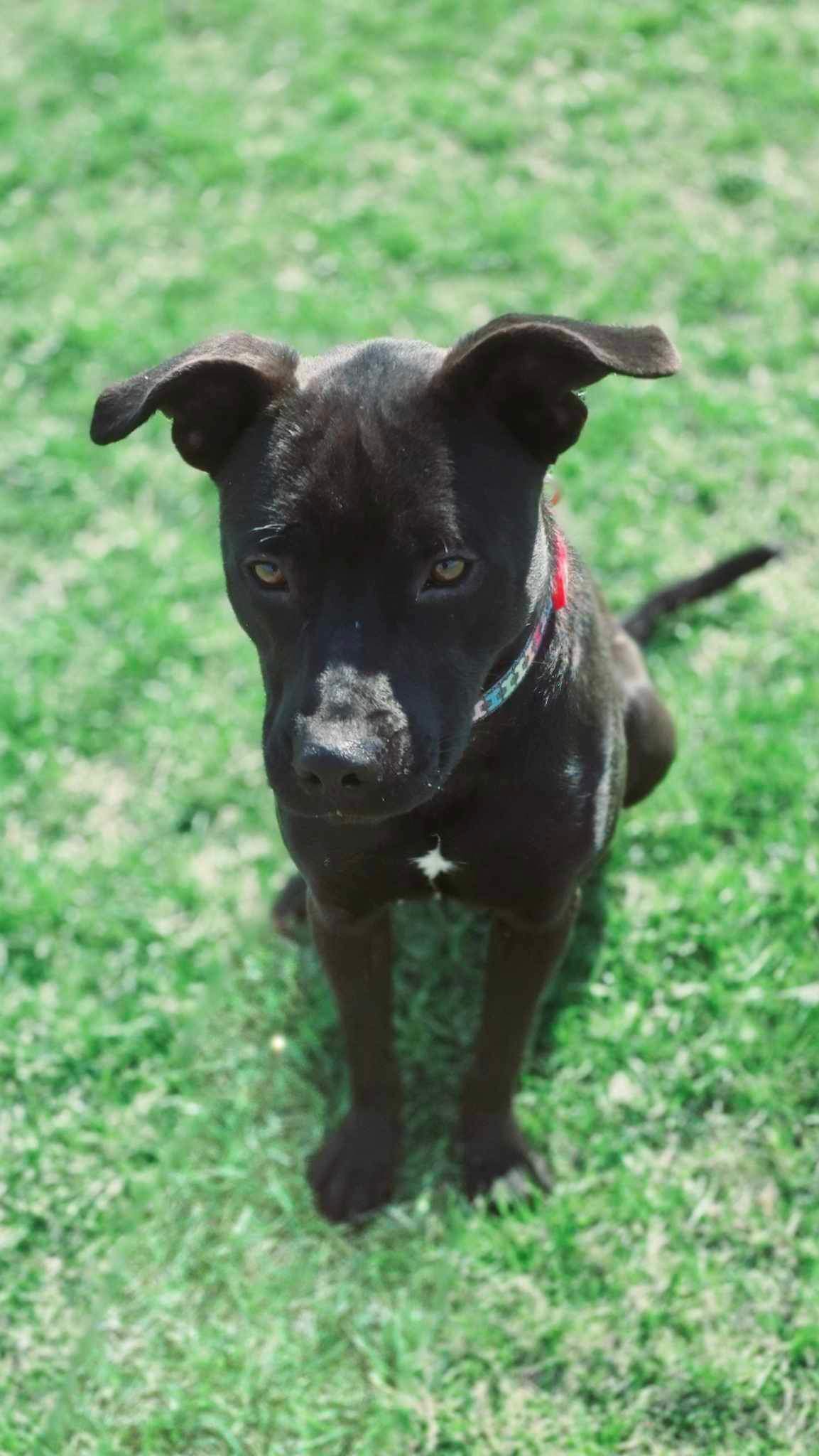 adoptable Dog in Stephens City, VA named Aliana