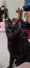 adoptable Cat in , VA named Licorice 0460