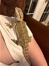 adoptable Lizard in stephens city, VA named Max 0461