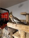 adoptable Bird in stephens city, VA named Tweet 0462
