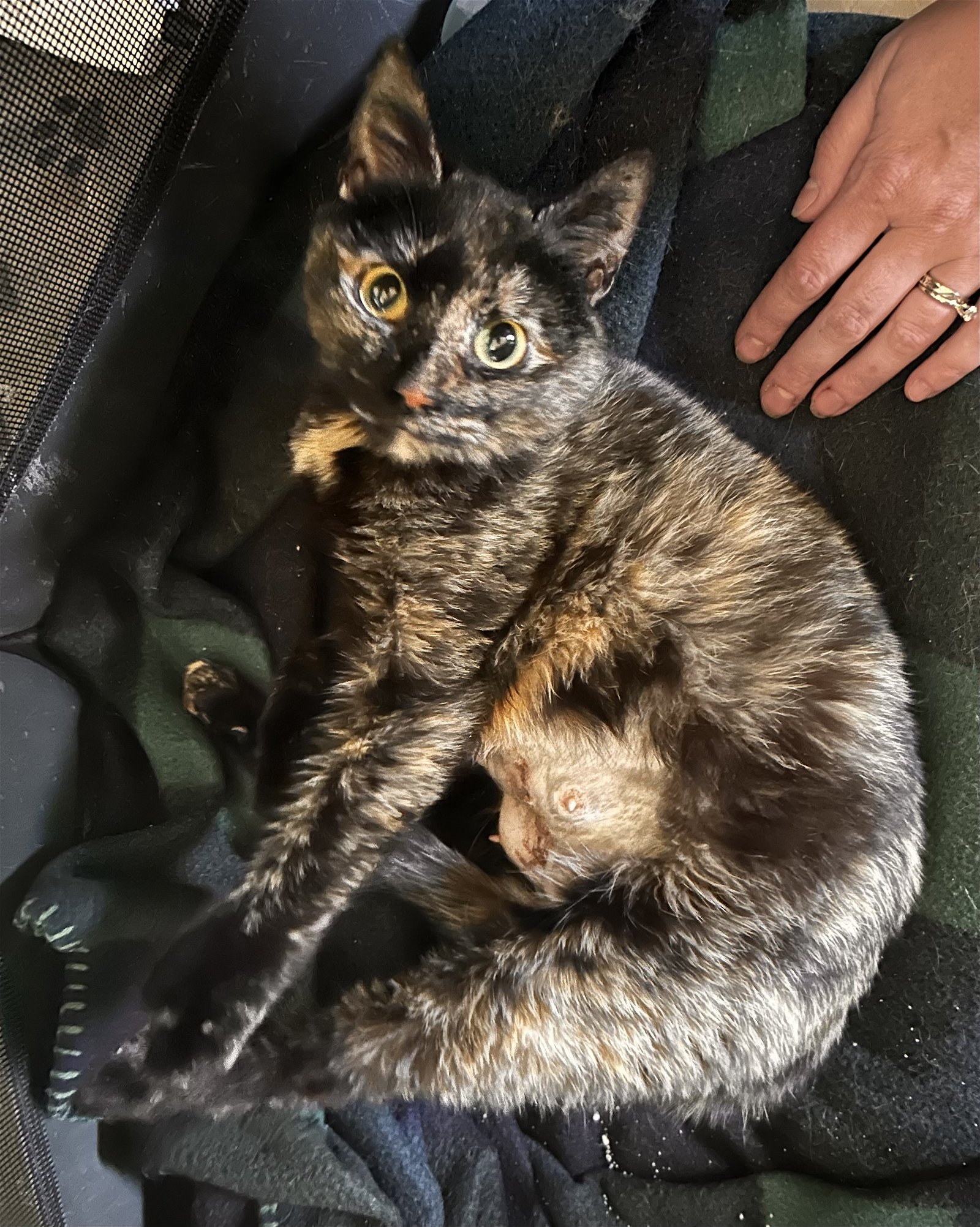 adoptable Cat in Berryville, VA named Espresso 0464