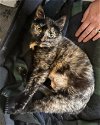 adoptable Cat in , VA named Espresso 0464