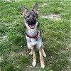 adoptable Dog in stephens city, VA named Gibbs 0465