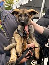 adoptable Dog in stephens city, VA named Nessie 0466