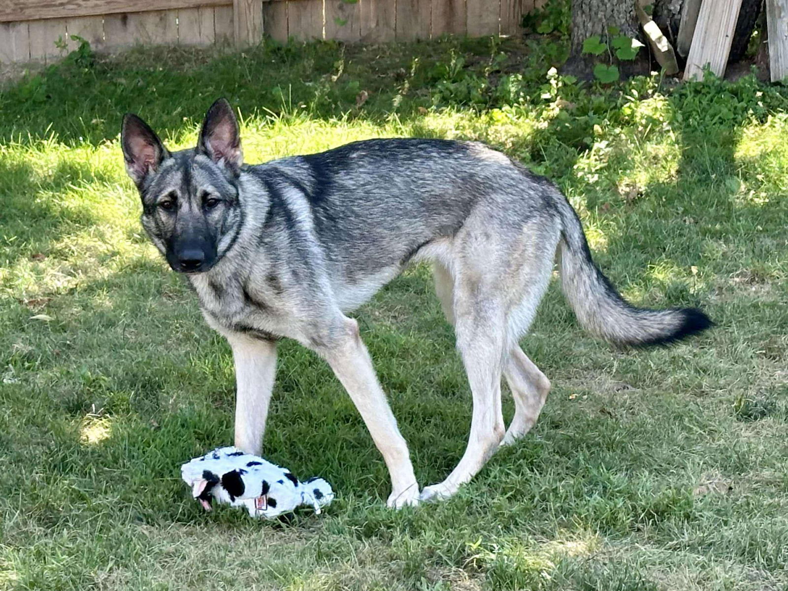 adoptable Dog in Martinsburg, WV named Noel 0467