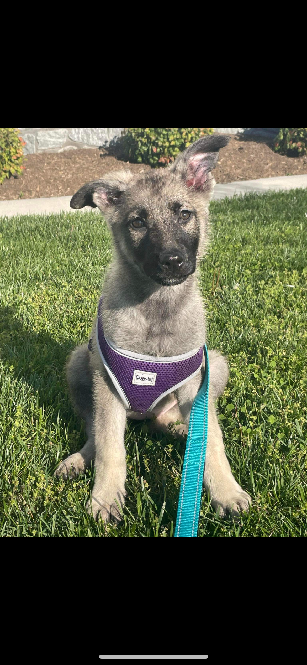 adoptable Dog in Stephens City, VA named Noel 0467