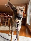 adoptable Dog in stephens city, VA named Maria 0471