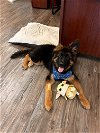 adoptable Dog in stephens city, VA named Roy 0472