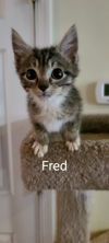Fred 0477