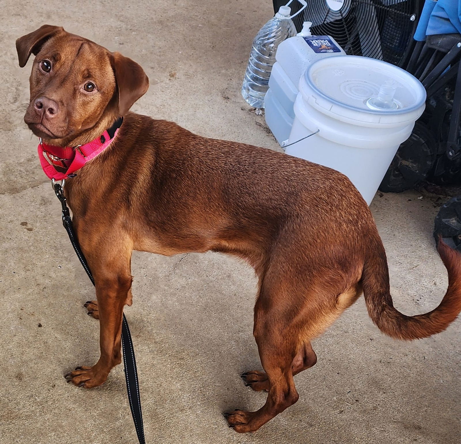 adoptable Dog in Stephens City, VA named Lily