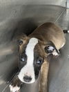 Lainey 0485