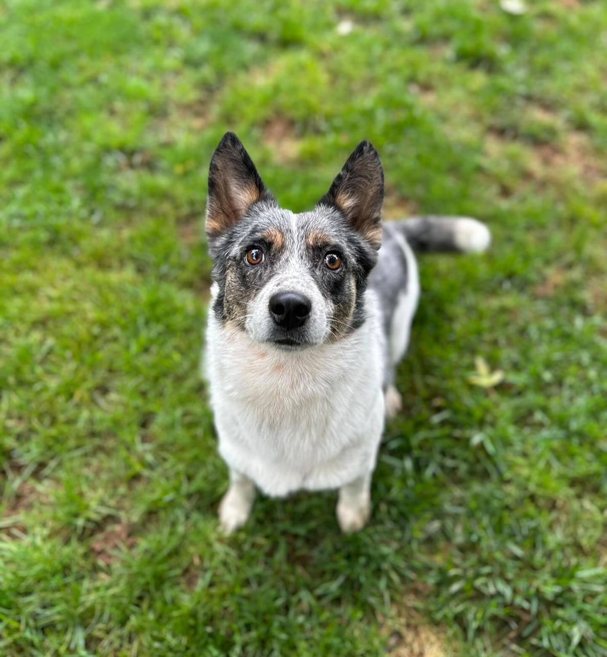 adoptable Dog in Kearneysville, WV named Mavis 0487