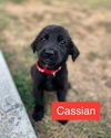 adoptable Dog in , VA named Cassian 0495