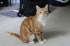 adoptable Cat in , VA named Crustopher 0498