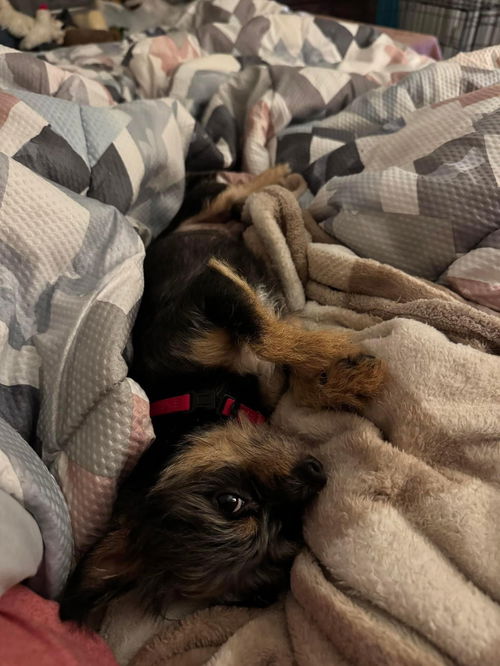 Peanut 0502
