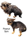 Peanut 0502