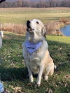 Maggie Moo 0515