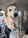 Maggie Moo 0515