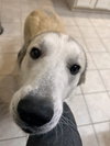 Maggie Moo 0515