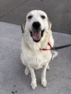 Maggie Moo 0515