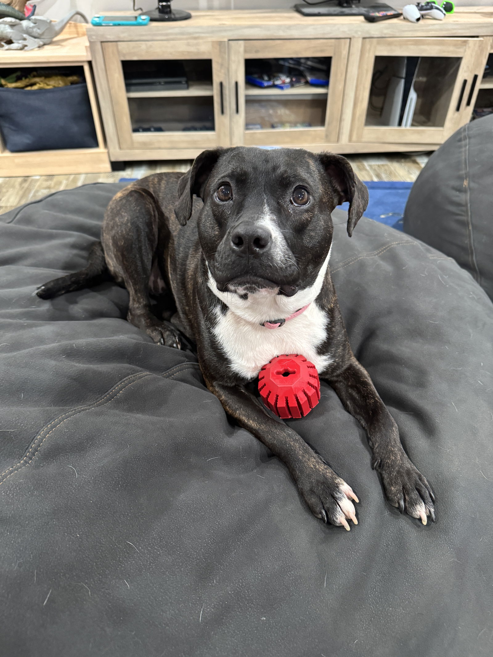 adoptable Dog in Stephens City, VA named Polly 0537