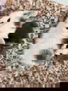 Clay 0541