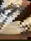 Clay 0541