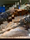 Pepper 0549
