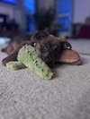 Pepper 0549