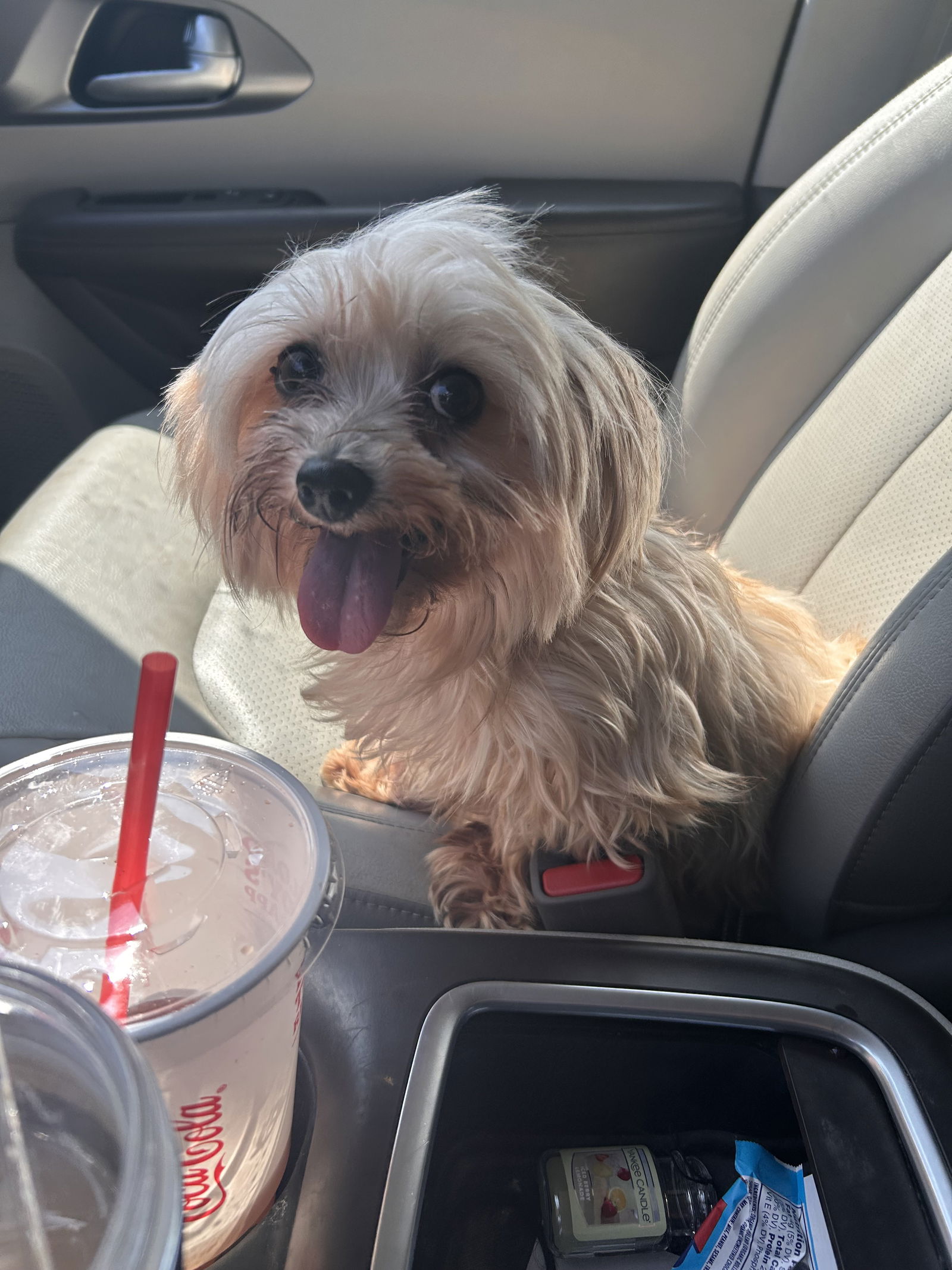 adoptable Dog in Stephens City, VA named Thelma 0553