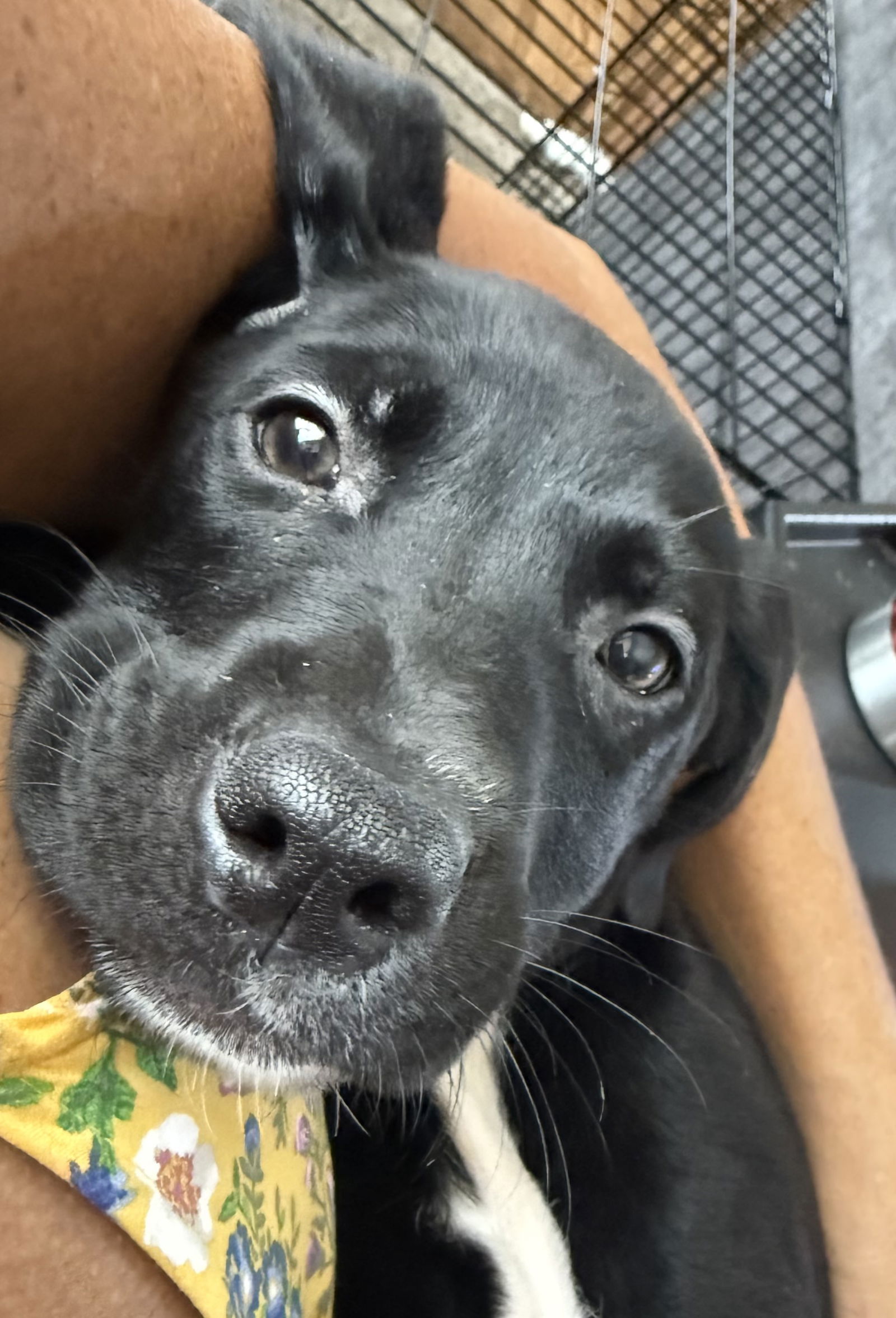 adoptable Dog in Stephens City, VA named Saber 0557
